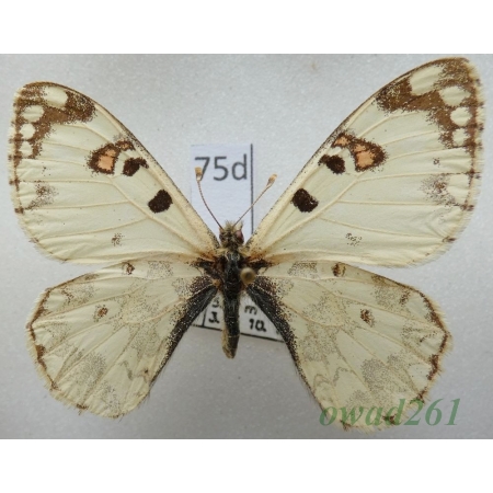 Hypermnestra helios Nickerl, 1846 Uzbekistan75d